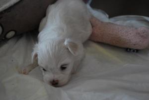 MaltesePuppiesforsale